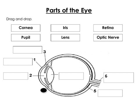 Eye Structure And Function Worksheet Anatomy Worksheets