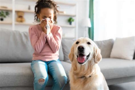 5 Cleaning Tips For Dog Owners With Pet Allergies The Dogington Post