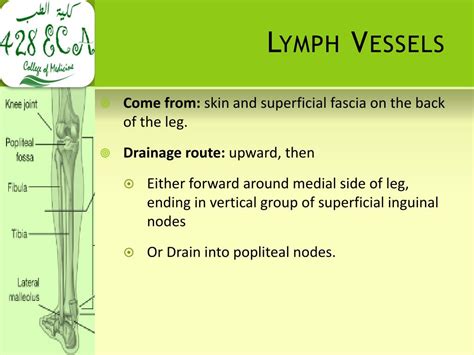Lymph Nodes Legs Diagram