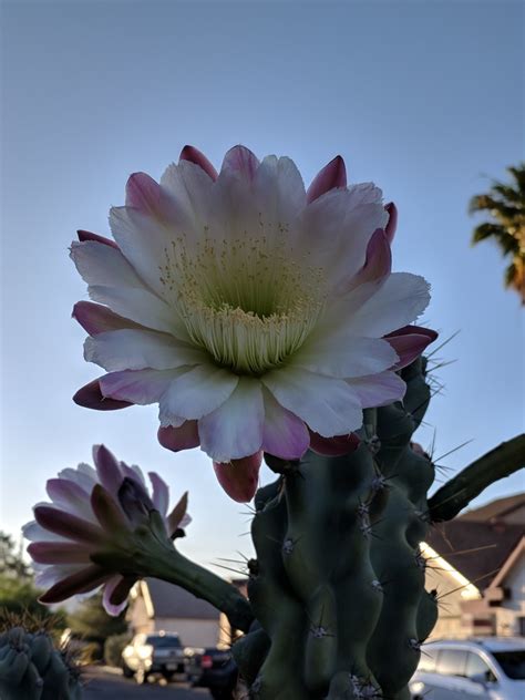 Beautiful Monstrose Apple Cactus In Bloom Owlcation