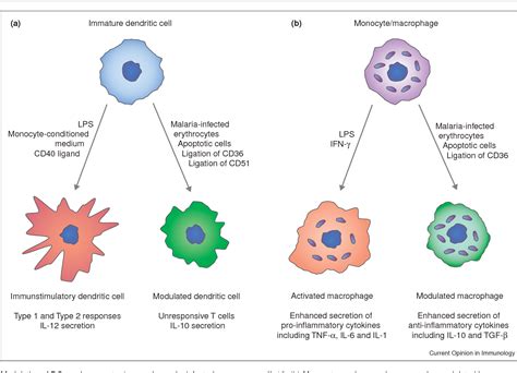 Monocytes And Macrophages