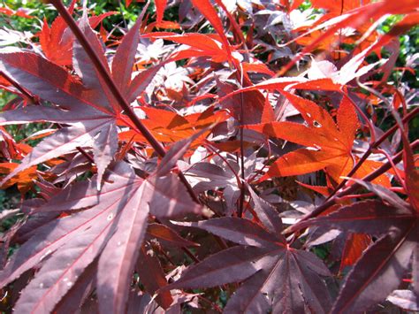 Red Autumn Leaves Clippix Etc Educational Photos For Students And