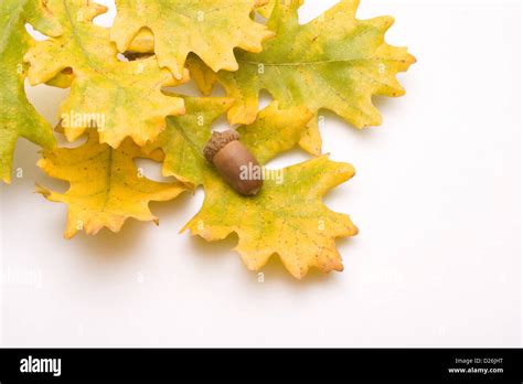 Oak Leaves And Acorns Stock Photo Alamy