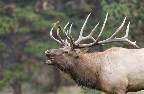 Azgfd Issues 25136 Tags For 2022 Pronghorn And Elk Hunts Williams