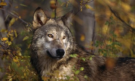 Download and use 500+ wolf stock photos for free. Lone Wolf Wallpaper (57+ images)