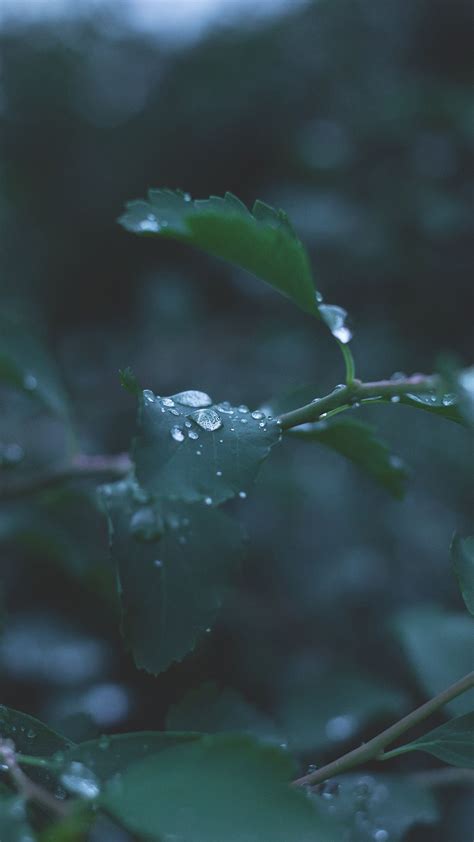 Android Rain Water Wallpapers Wallpaper Cave