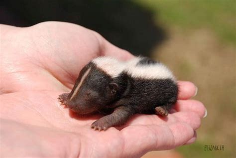 Baby Skunk Omg And I Thought Bunnies Were Adorable Cute Creatures