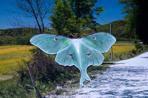 The Rare Luna Moth Photograph By Randall Branham