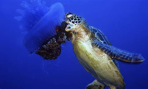 A Tasty Seafood Snack Turtle Cleverly Tucks Into Poisonous Foot Jellyfish Without Getting