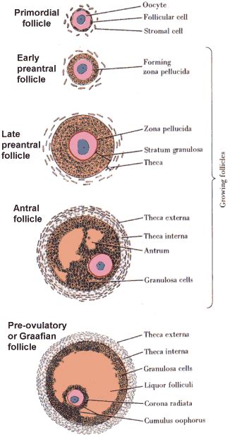 Development Of An Ovarian Follicle