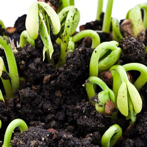 Best Steps To Grow Cacao Plants In Containers In 2024