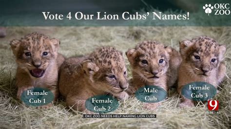 Okc Zoo Invites Public To Help Name Lion Cubs