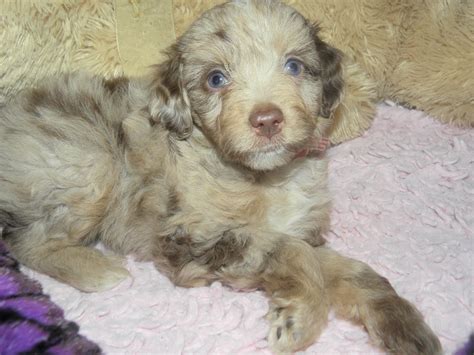 We do not accept money, gifts, samples or other incentives in exchange for special consideration in preparing our reviews. About Aussiedoodles - Aussiedoodle Puppies for Sale ...