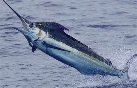 Blue Marlin Fun Facts About A Great Pelagic Fish Sundot Marine