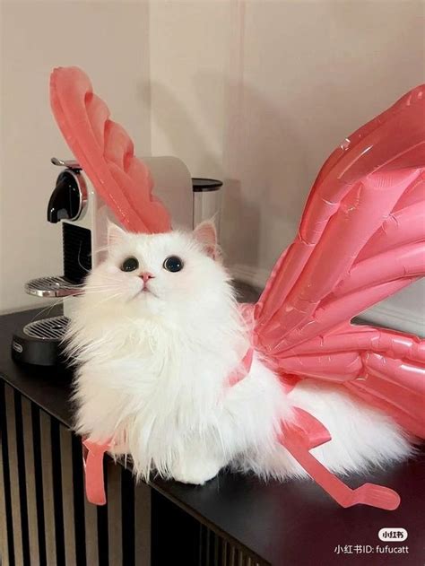 Rner On Twitter Fairy Cat