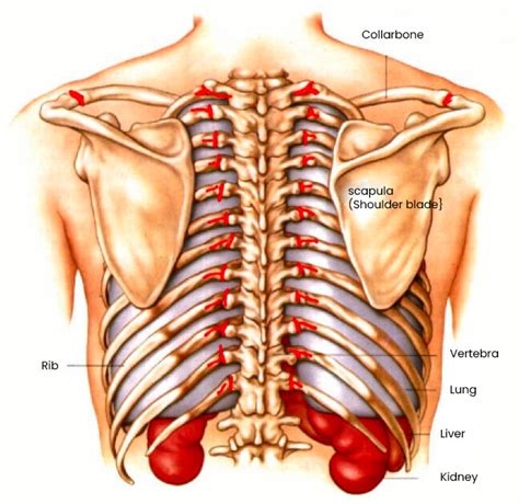 Symptoms And Manifestations Of Tietze And Costochondritis