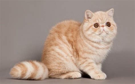Exotic Shorthair Cat Breeds Description And Complete Care Guide