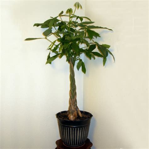 Check spelling or type a new query. Braided Money Tree Plant - A Symbol of Luck and Prosperity