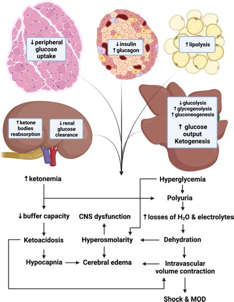 Diabetes Ketoacidosis And Hyperosmolar Hyperglycemic Syndrome In