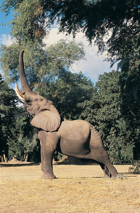 African Savanna Elephant Mammal Britannica