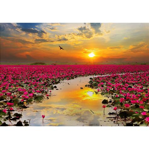 Wall26 Sunshine Rising Lotus Flower In Thailand Removable Wall