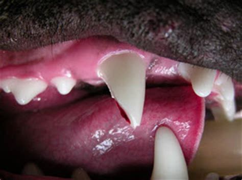 Our close relatives, gorillas, have it as well to an even over time, gorillas have evolved increasingly longer canines, but when it comes to humans, our teeth took a different evolutionary path. Broken Teeth