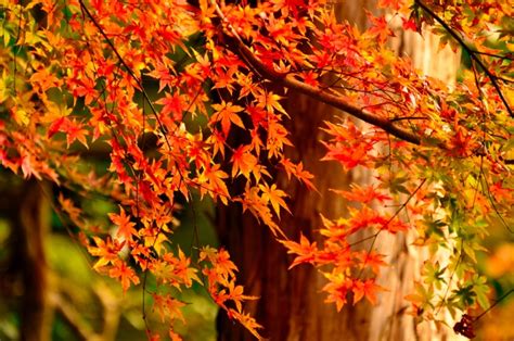 Momiji Gari The Traditional Pastime Of Viewing Autumn Foliage