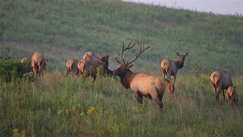 Kentuckys Herd Of Elk Has Grown To Be Largest East Of The Rockies