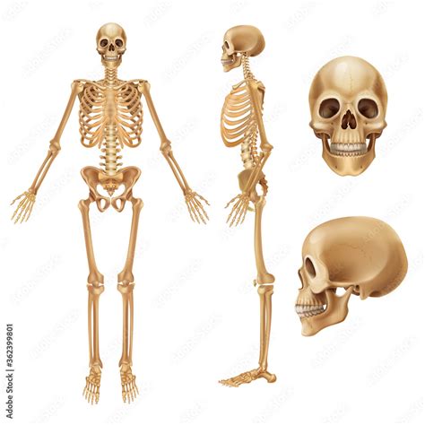 Human Skeleton Realistic Front View Of Bones And Joints Medical 3d