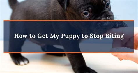 Teach Your Puppy To Stop Biting Dog Training Tips