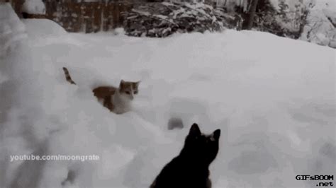 Cat Snow  Find And Share On Giphy