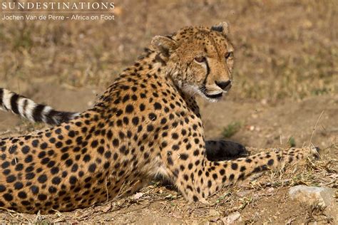 Single Spotted Female Cheetah In Klaserie