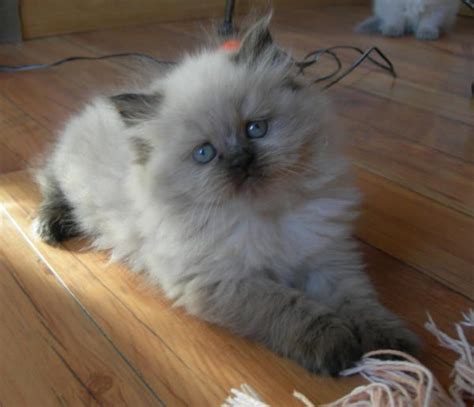 Himalayan Kittens Photo Page Himalayan Cat Fluffy Kittens Kitten Photos