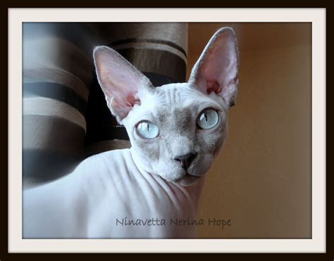 Pin By Siri Howry On Sphynx Cat Lilly Sphynx Cat Big Blue Eyes Sphynx