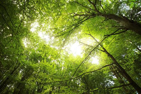 Description highly configurable datafield where you can select up to 10 fields to display. Warum ist der Wald grün - Die Lichtweberin