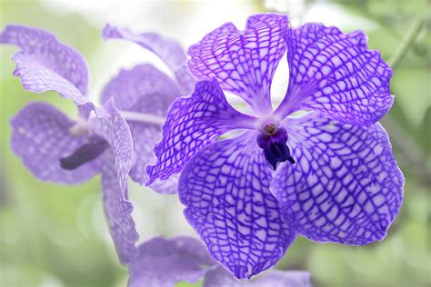 Blue Vanda Orchid Photograph By Vanessa Thomas
