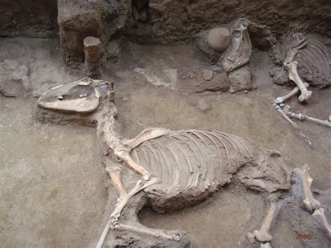 skeletal remains - Pompeii | two of six skeletal remains fou… | Flickr