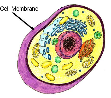 The cell membrane in animal cells is the outer layer of the cell. Cell Membrane