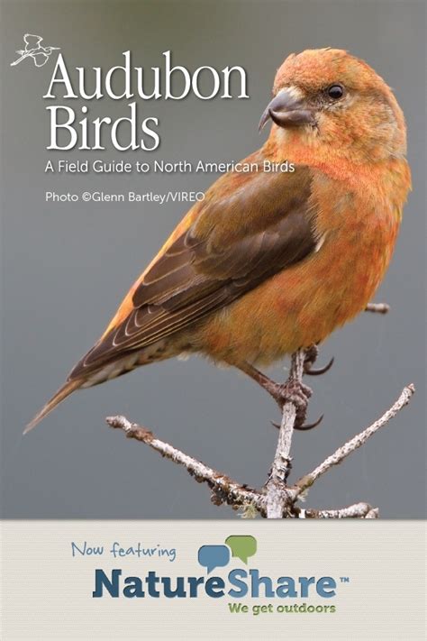 Review Audubon Birds Field Guide App For Ios By Drew Weber Nemesis Bird