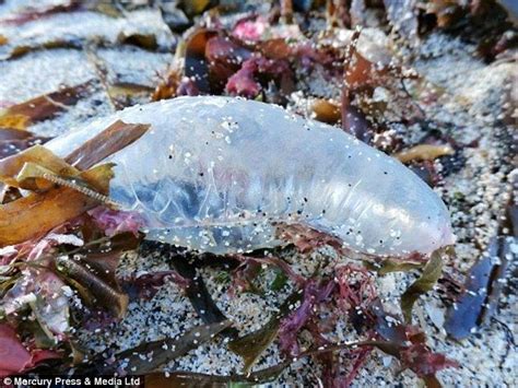 Jellyfish With Tentacles The Length Of Five London Buses Spotted In Uk
