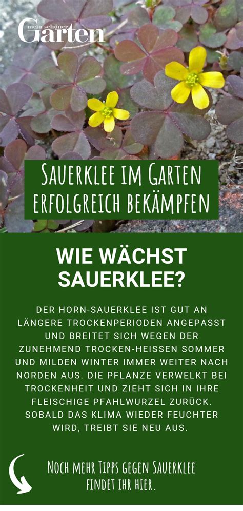 Maybe you would like to learn more about one of these? Sauerklee im Garten erfolgreich bekämpfen | Garten ...