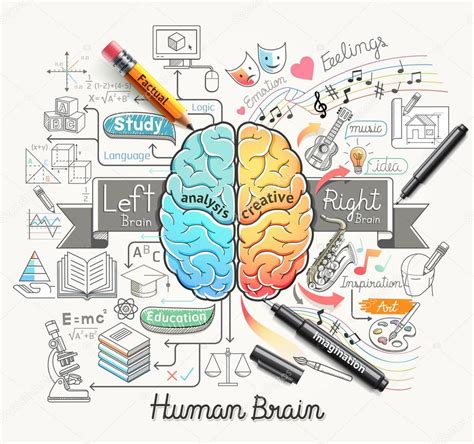 Diagrama Del Cerebro Humano Garabatos Estilo Iconos Ilustración
