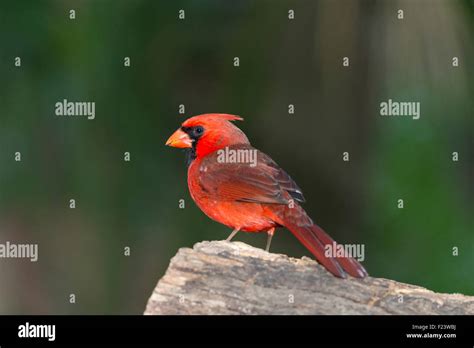 Northern Cardinal Cardinalis Cardinalis Florida Usa Stock Photo Alamy