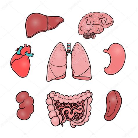 Set Of Human Internal Organs Vector Illustrations — Stock Vector © Big