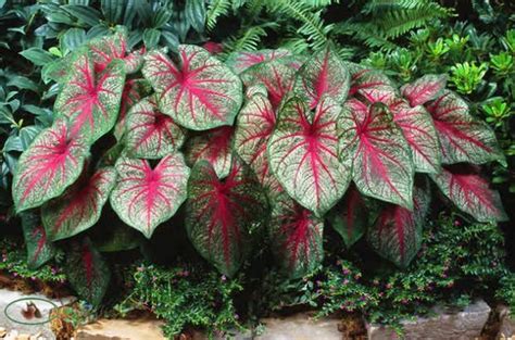 Cold Hardy Outdoor Tropical Plants For Your Garden The Garden Glove