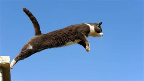 How High Can Cats Jump New Cat Mom