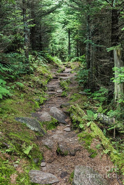 Old Mitchell Trail In Spruce Fir Forest Photograph By John Arnaldi