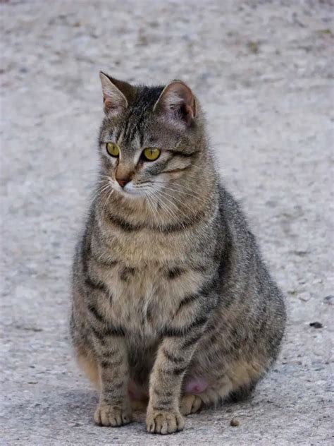 How To Tell If A Stray Cat Is Pregnant 7 Signs To Look For Stray Cat