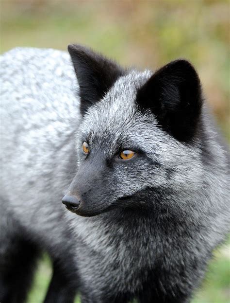5 Silver Fox Like The Marble Fox They Are Part Of The