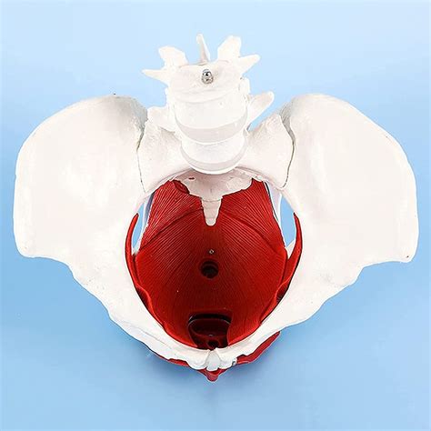 Buy Pelvic Floor Model Scientific Anatomy Model Colored Female Pelvis